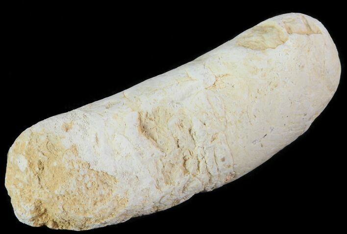 Cretaceous Fish Coprolite (Fossil Poop) - Kansas #64178